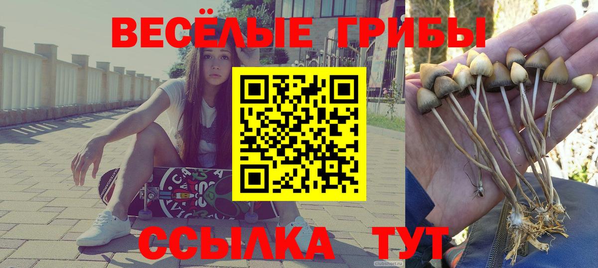 цена   Галлюциногенные грибы MAGIC MUSHROOMS  Вход с VPN  Галлюциногенные грибы Psilocybine cubensis  Екатеринбург 